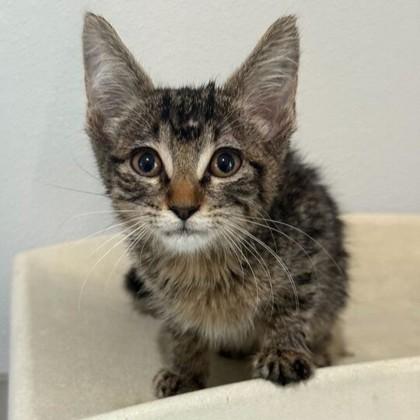 Clawdia, Adoptable, Kitten Female Domestic Short Hair & Domestic Short Hair.