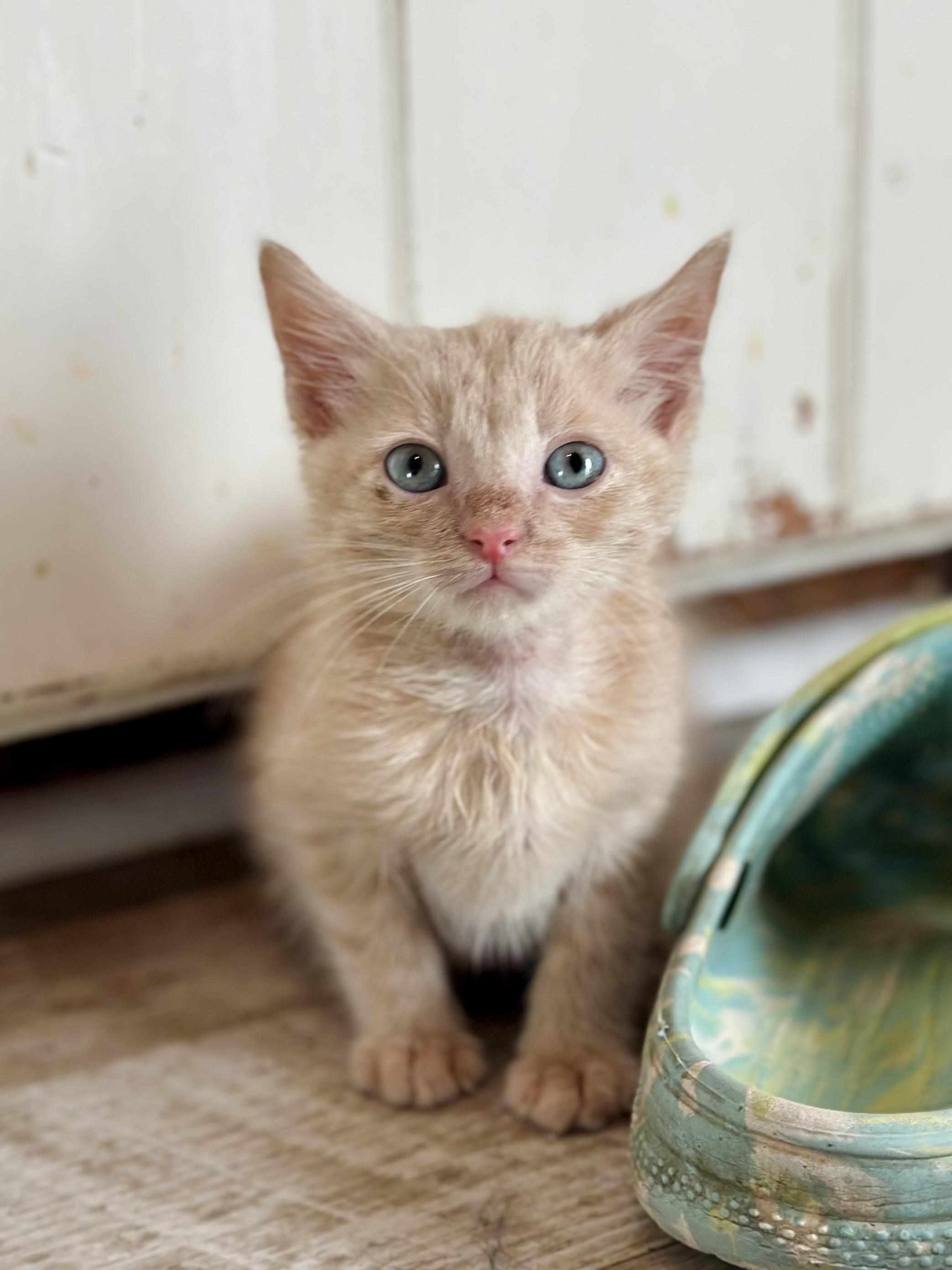Pickett, Adoptable, Kitten Male Domestic Medium Hair.