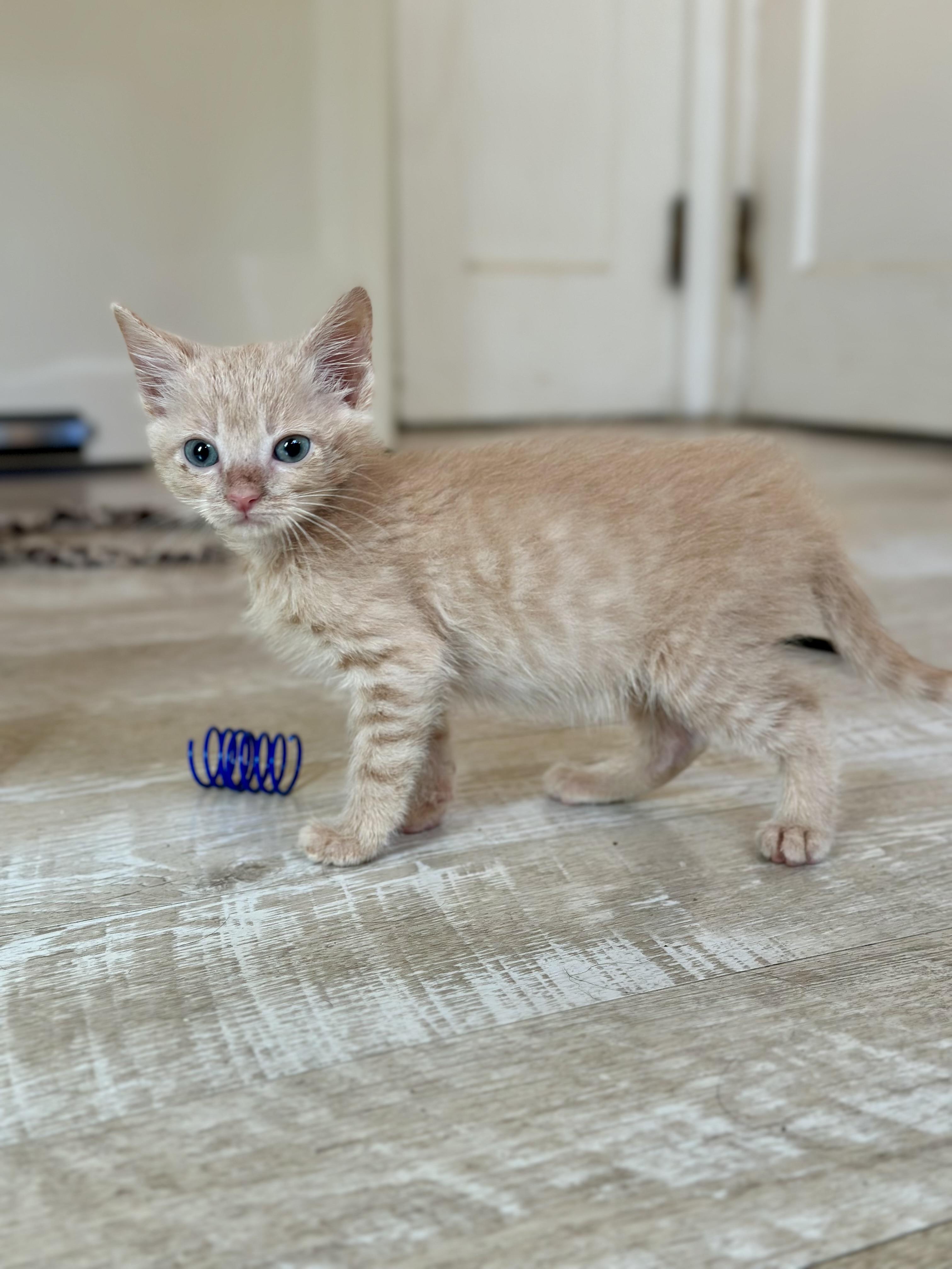 Enlarge Pickett, a Adoptable Domestic Medium Hair in Suffolk, VA image 4/5