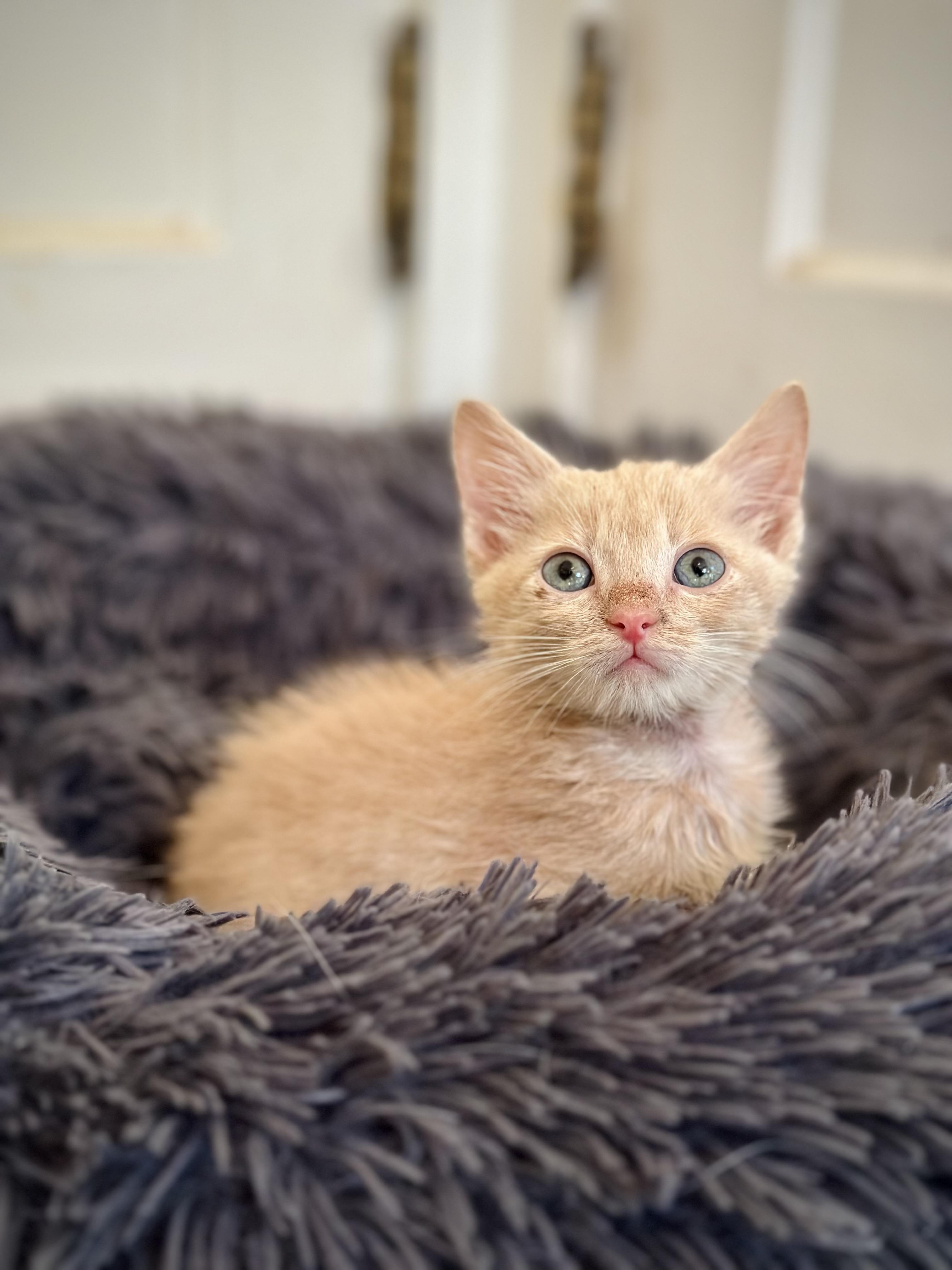Enlarge Pickett, a Adoptable Domestic Medium Hair in Suffolk, VA image 3/5