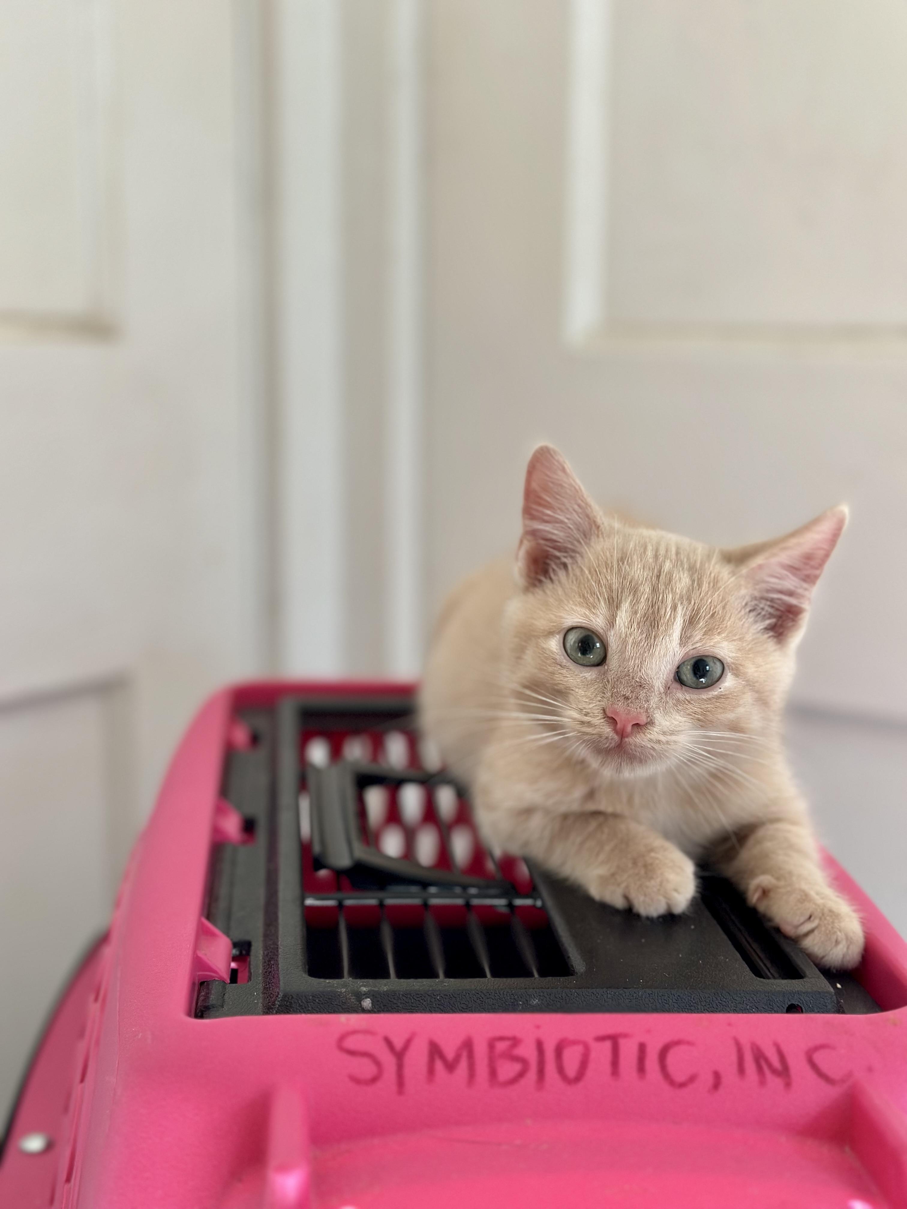 Enlarge Pickett, a Adoptable Domestic Medium Hair in Suffolk, VA image 2/5