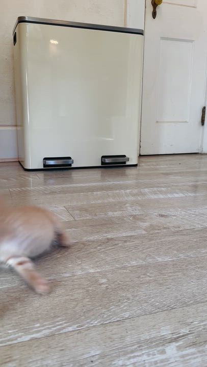 Enlarge Pickett, a Adoptable Domestic Medium Hair in Suffolk, VA video 5/5