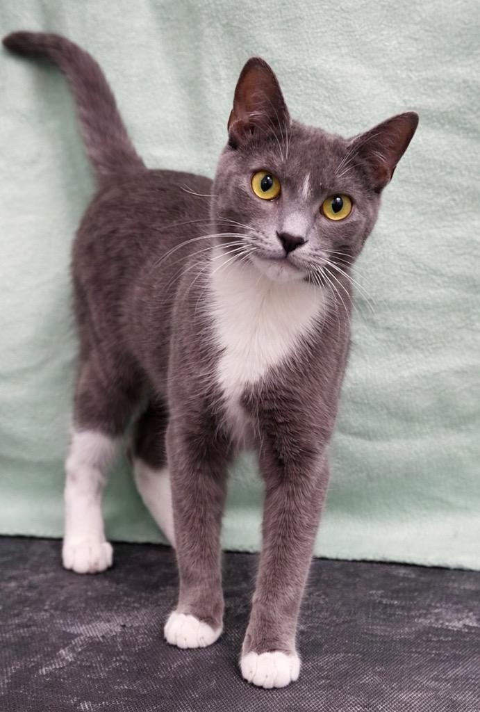 Enlarge Violet, a Adopted mixed breed in Corpus Christi, TX image 1/1