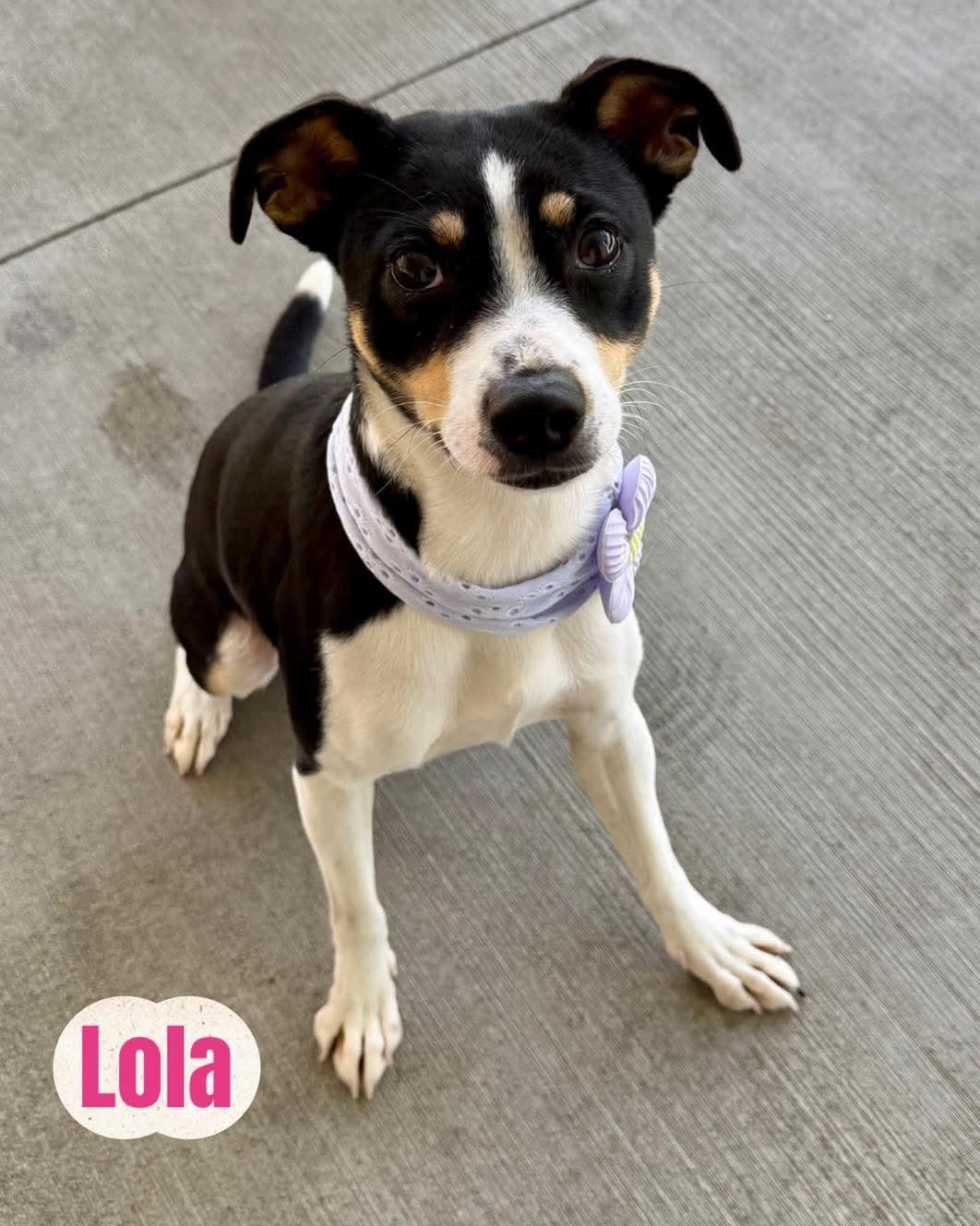 Lola, ADOPTABLE, Young Female Terrier & Jack Russell Terrier.