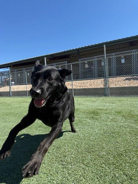 Betty, a Adoptable mixed breed in Woodland, CA image 5/5