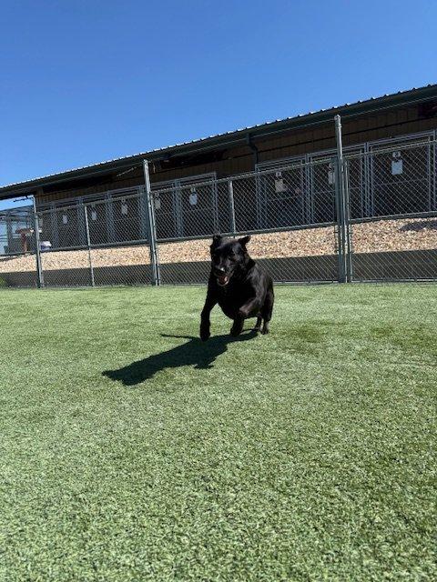 Betty, a Adoptable mixed breed in Woodland, CA image 4/5