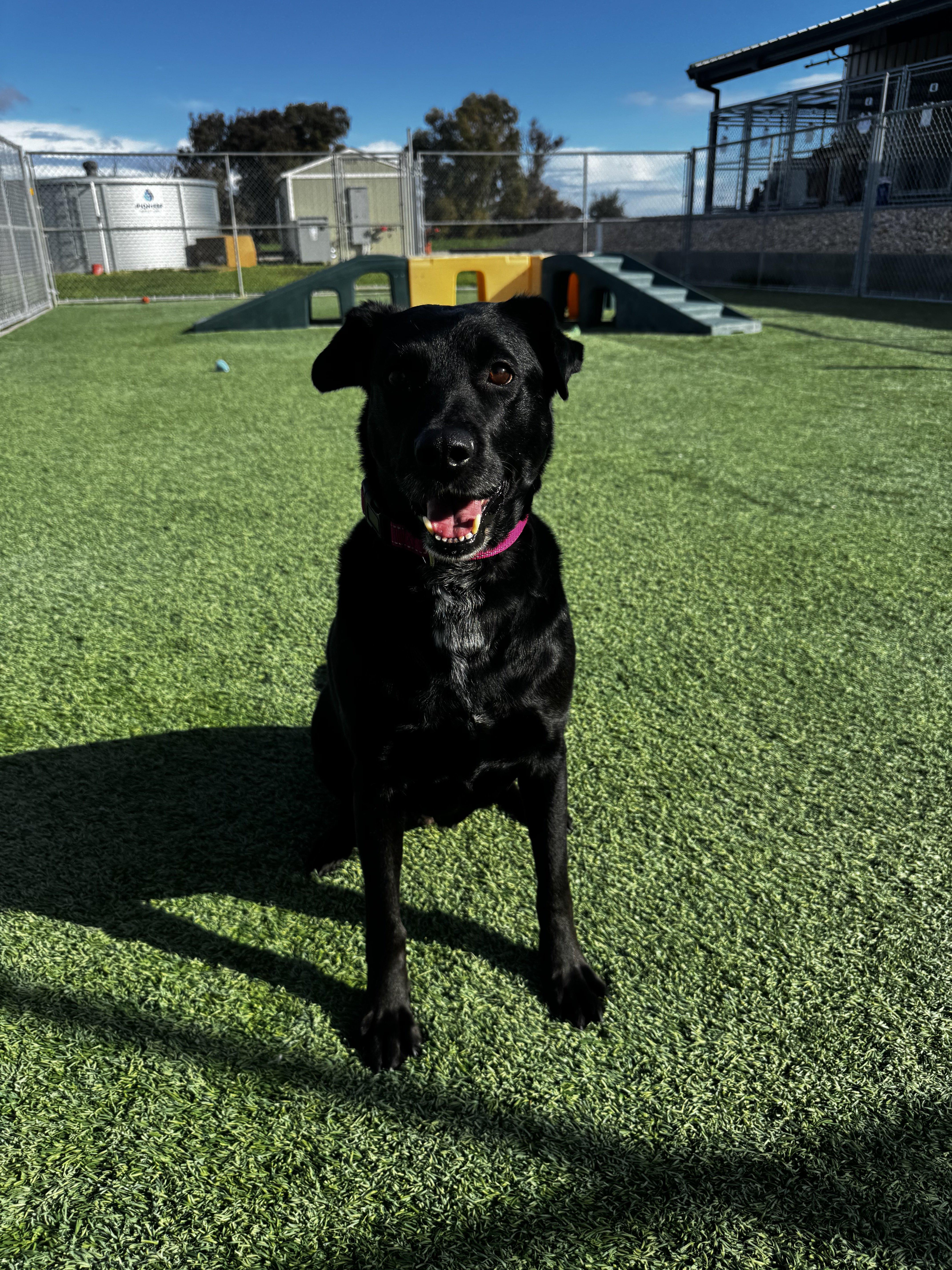 Betty, Adoptable, Adult Female German Shepherd Dog & Pit Bull Terrier.