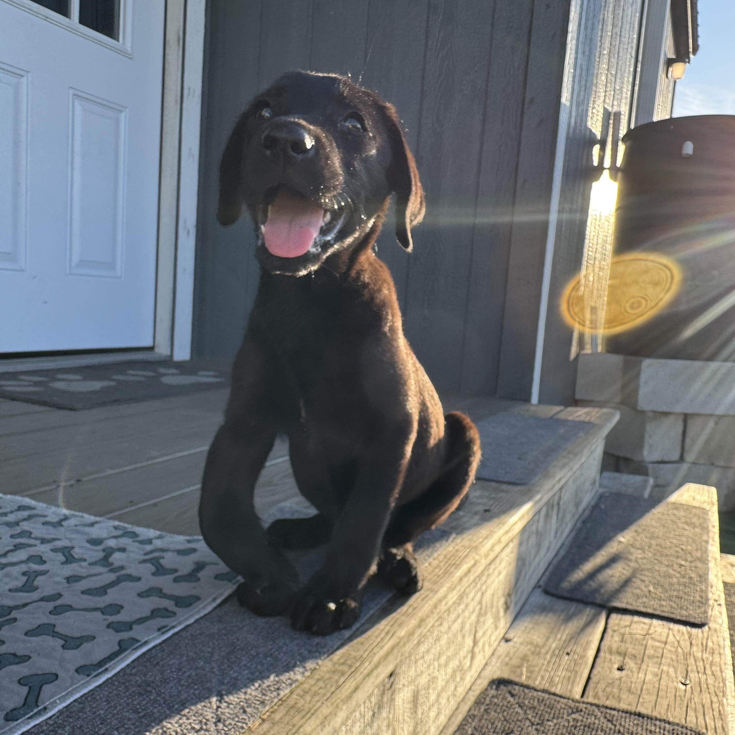 Enlarge Dexter, a ADOPTABLE Black Labrador Retriever in Myakka City, FL image 1/1