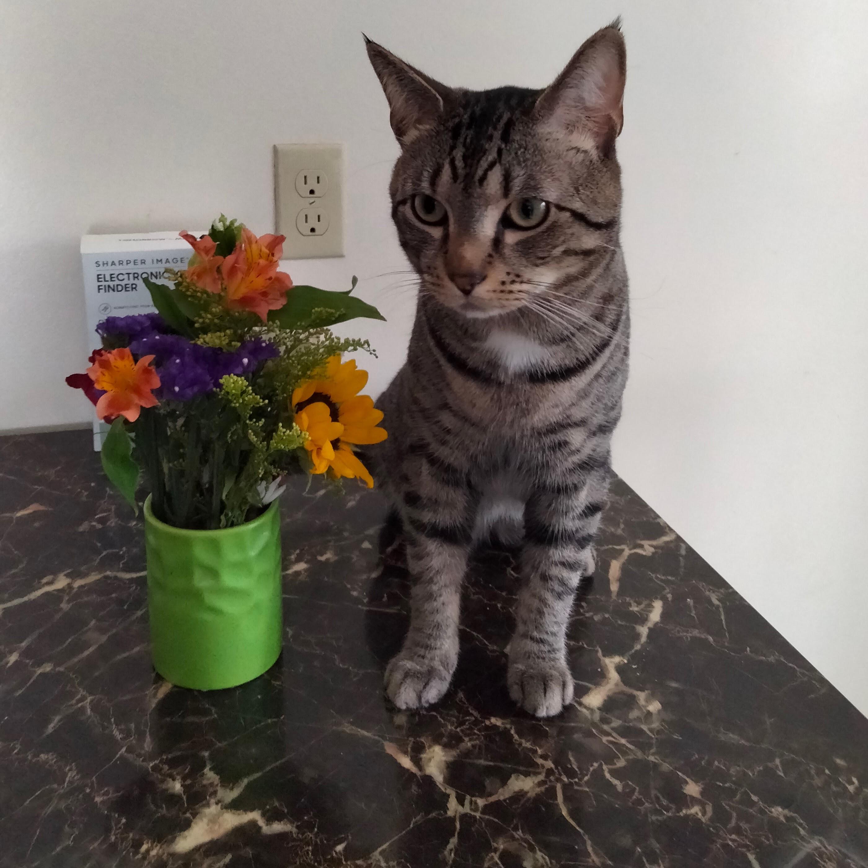 LUNA, ADOPTABLE, Young Male Tabby & Domestic Short Hair.