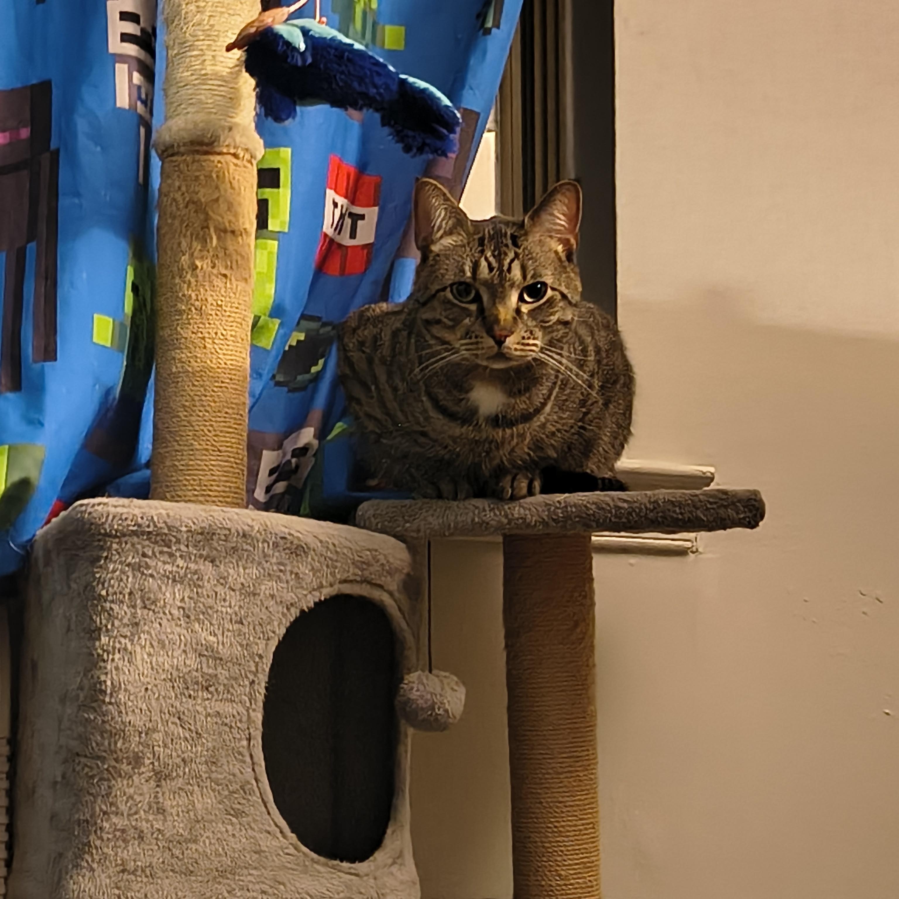 Enlarge LUNA, a ADOPTABLE mixed breed in Churchville, PA image 4/4