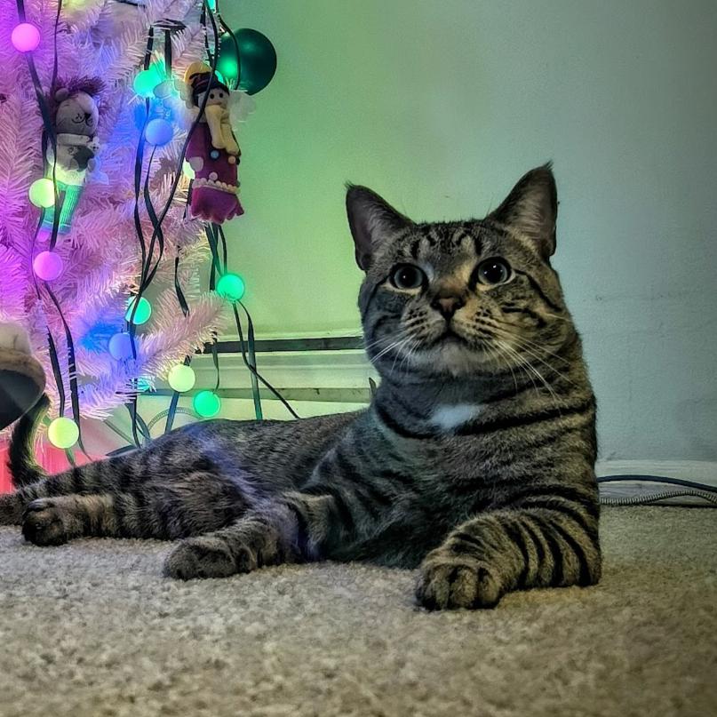 Enlarge LUNA, a ADOPTABLE mixed breed in Churchville, PA image 2/4