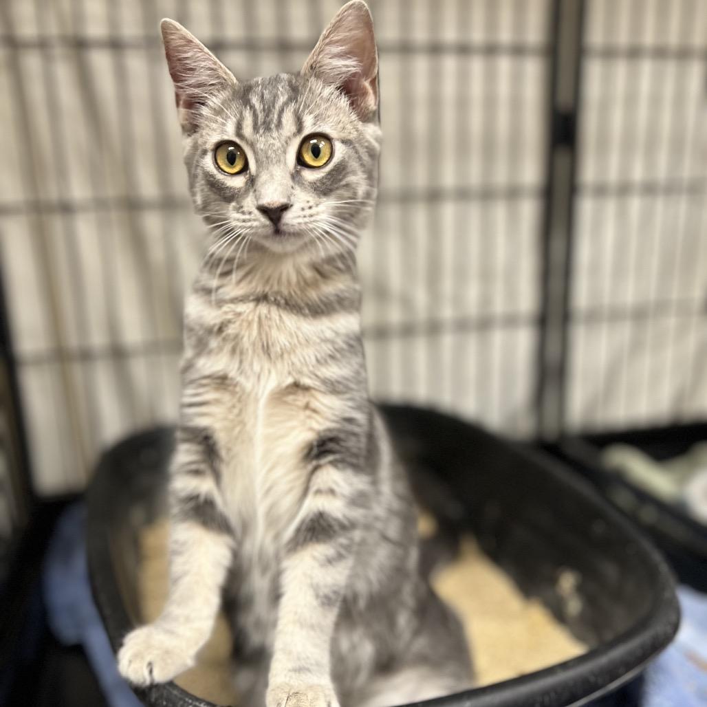 Enlarge Dutch, a Adoptable Domestic Short Hair in Mount Laurel, NJ image 1/6