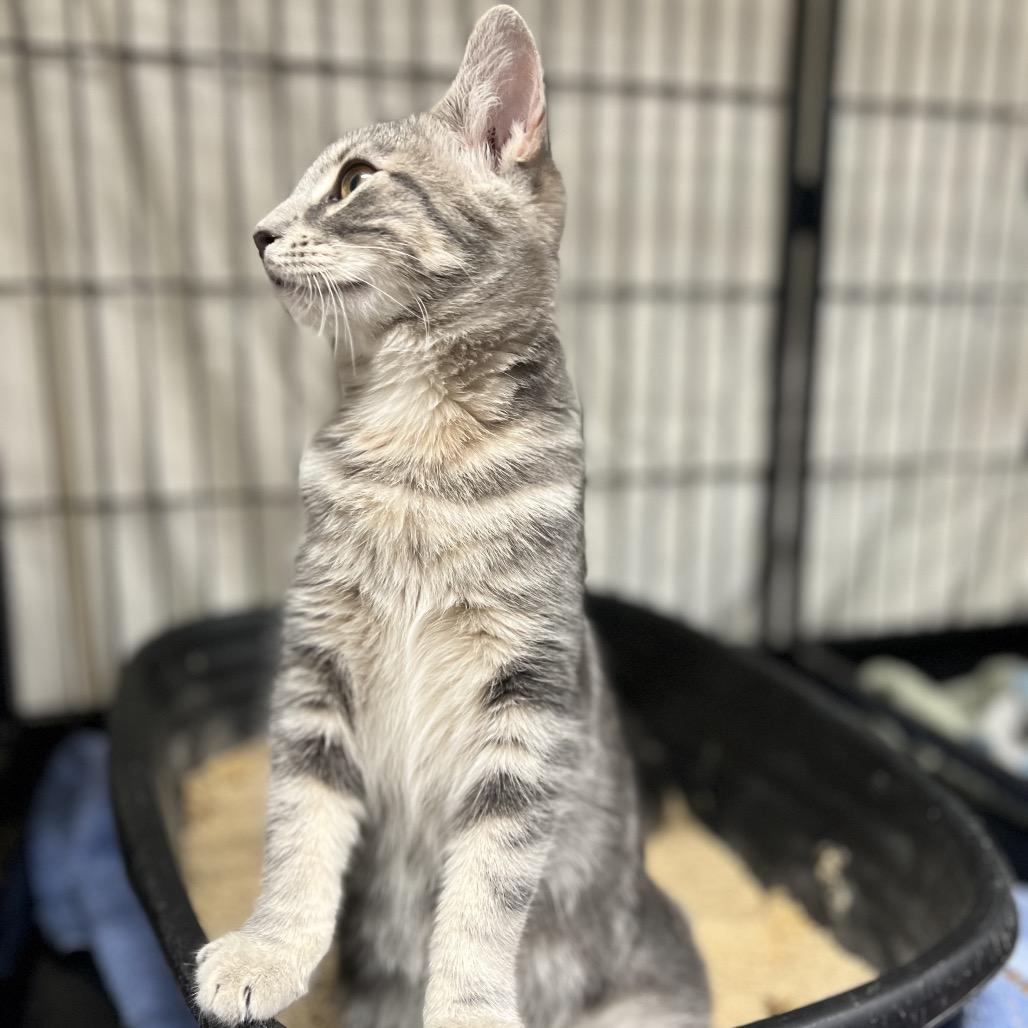 Enlarge Dutch, a Adoptable Domestic Short Hair in Mount Laurel, NJ image 2/6