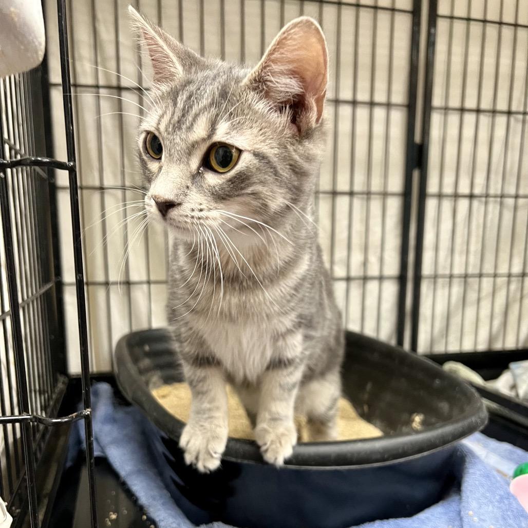 Enlarge Dutch, a Adoptable Domestic Short Hair in Mount Laurel, NJ image 3/6