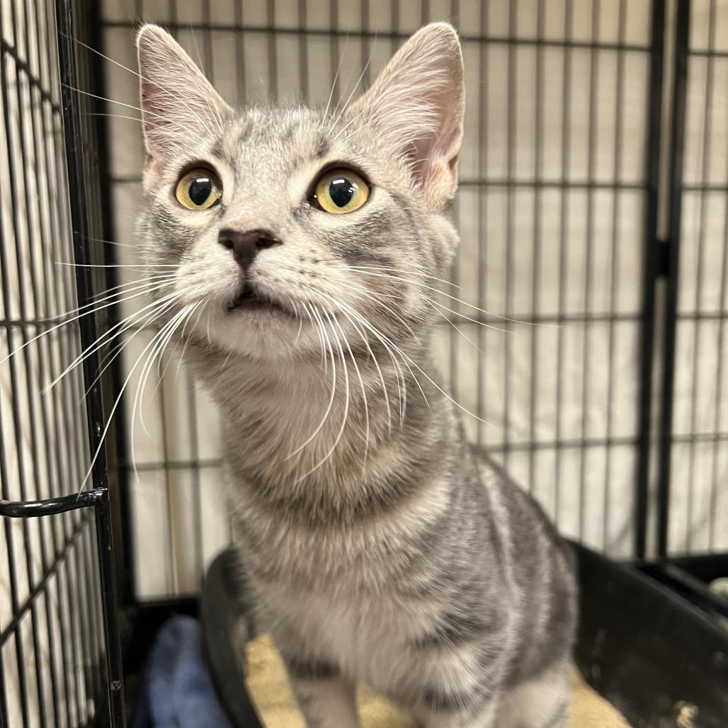 Enlarge Dutch, a Adoptable Domestic Short Hair in Mount Laurel, NJ image 4/6