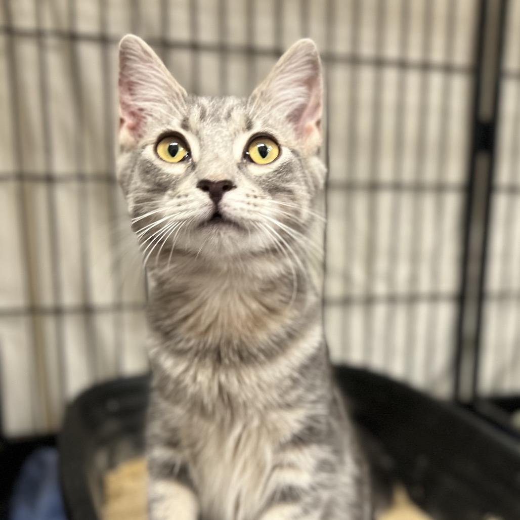 Enlarge Dutch, a Adoptable Domestic Short Hair in Mount Laurel, NJ image 5/6