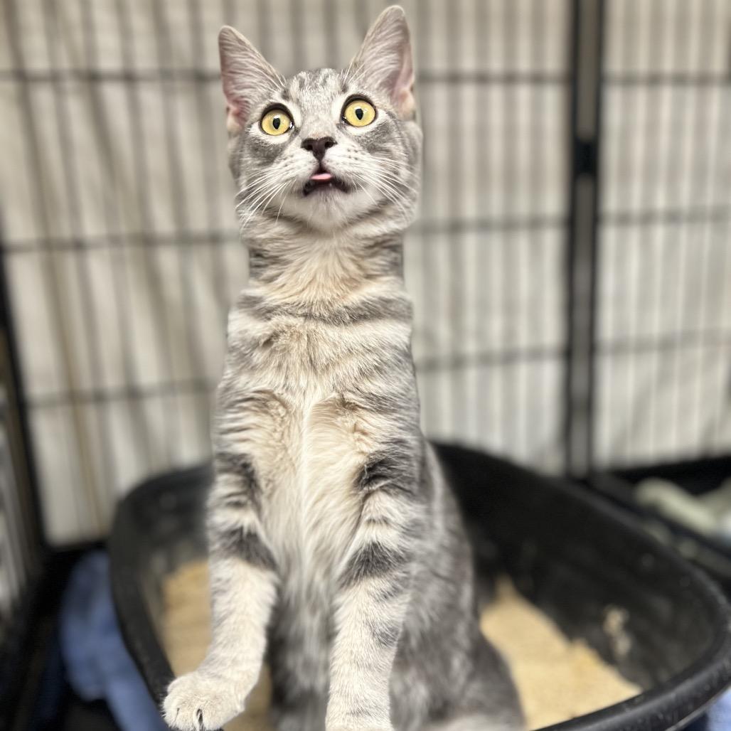 Enlarge Dutch, a Adoptable Domestic Short Hair in Mount Laurel, NJ image 6/6