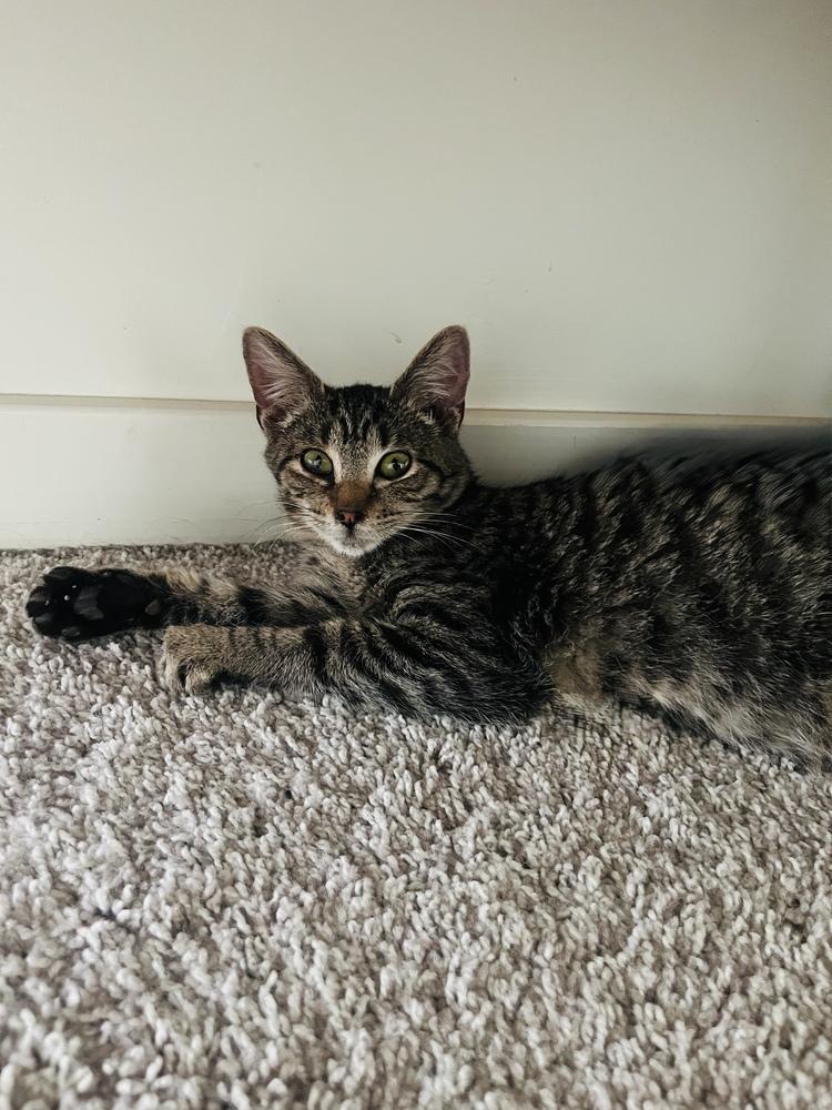 Bond Kittens: Oddball, Adoptable, Kitten Male Tabby.