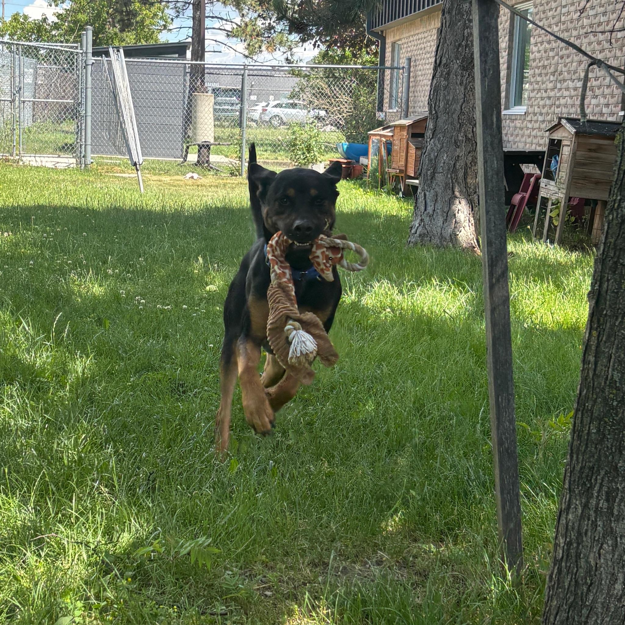 Enlarge Reese - Reduced Adoption Fee, an adoptable mixed breed in Mississauga, ON image 3/6