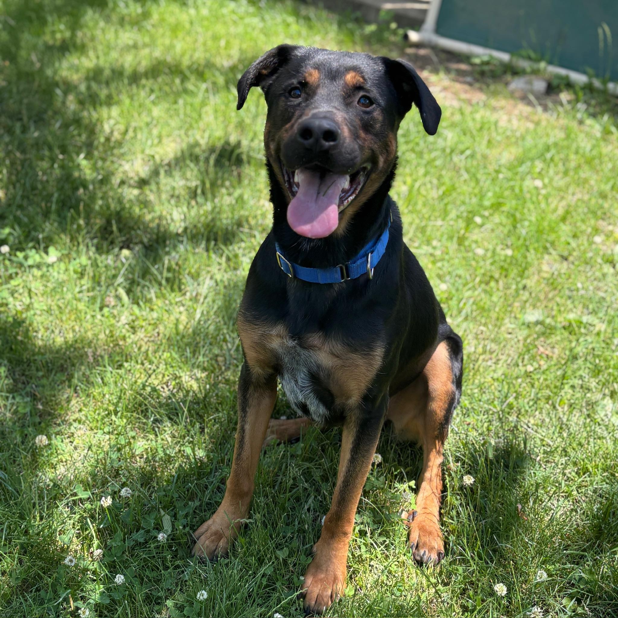 Enlarge Reese - Reduced Adoption Fee, an adoptable mixed breed in Mississauga, ON image 2/6