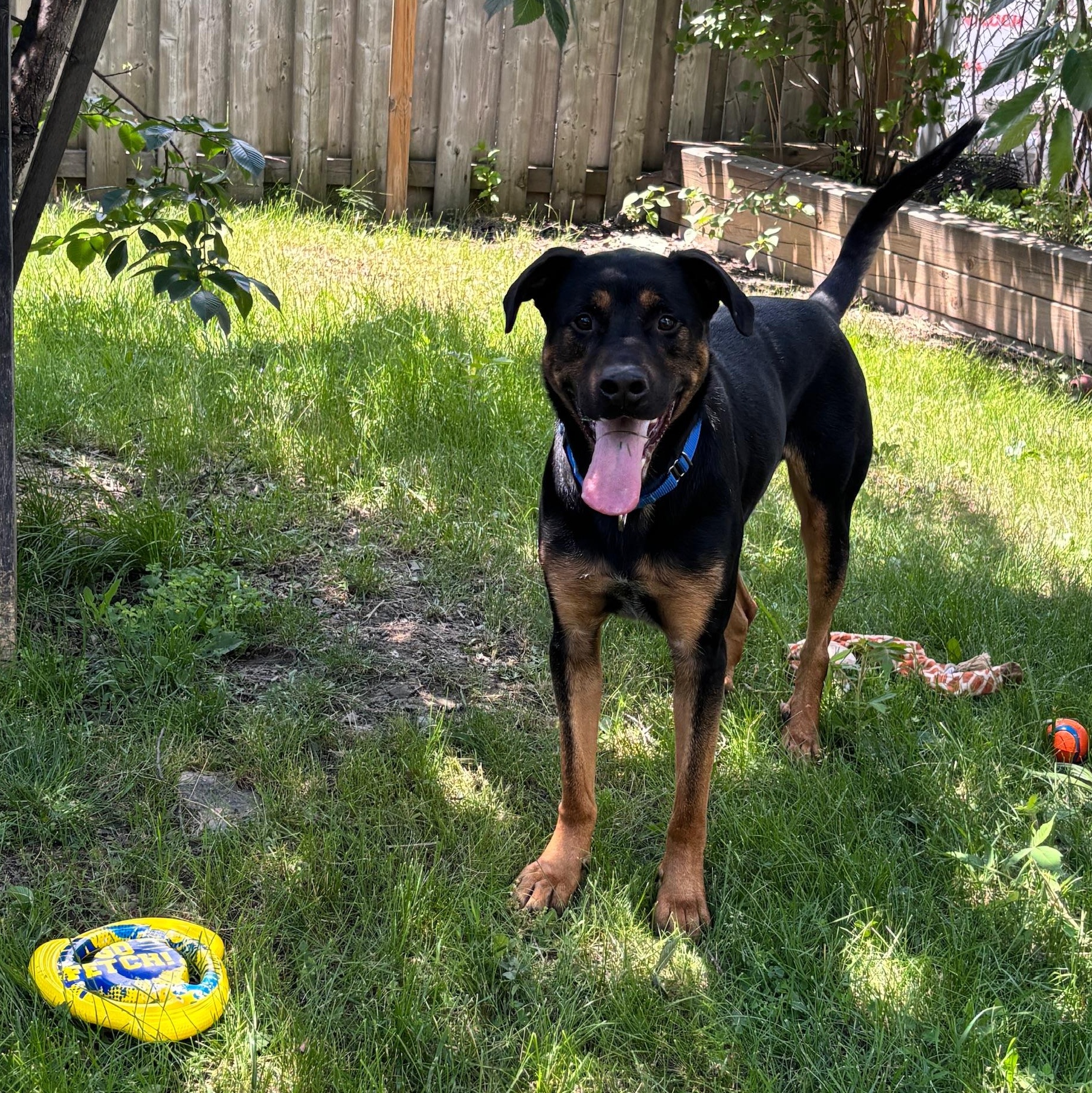 Enlarge Reese - Reduced Adoption Fee, an adoptable mixed breed in Mississauga, ON image 6/6