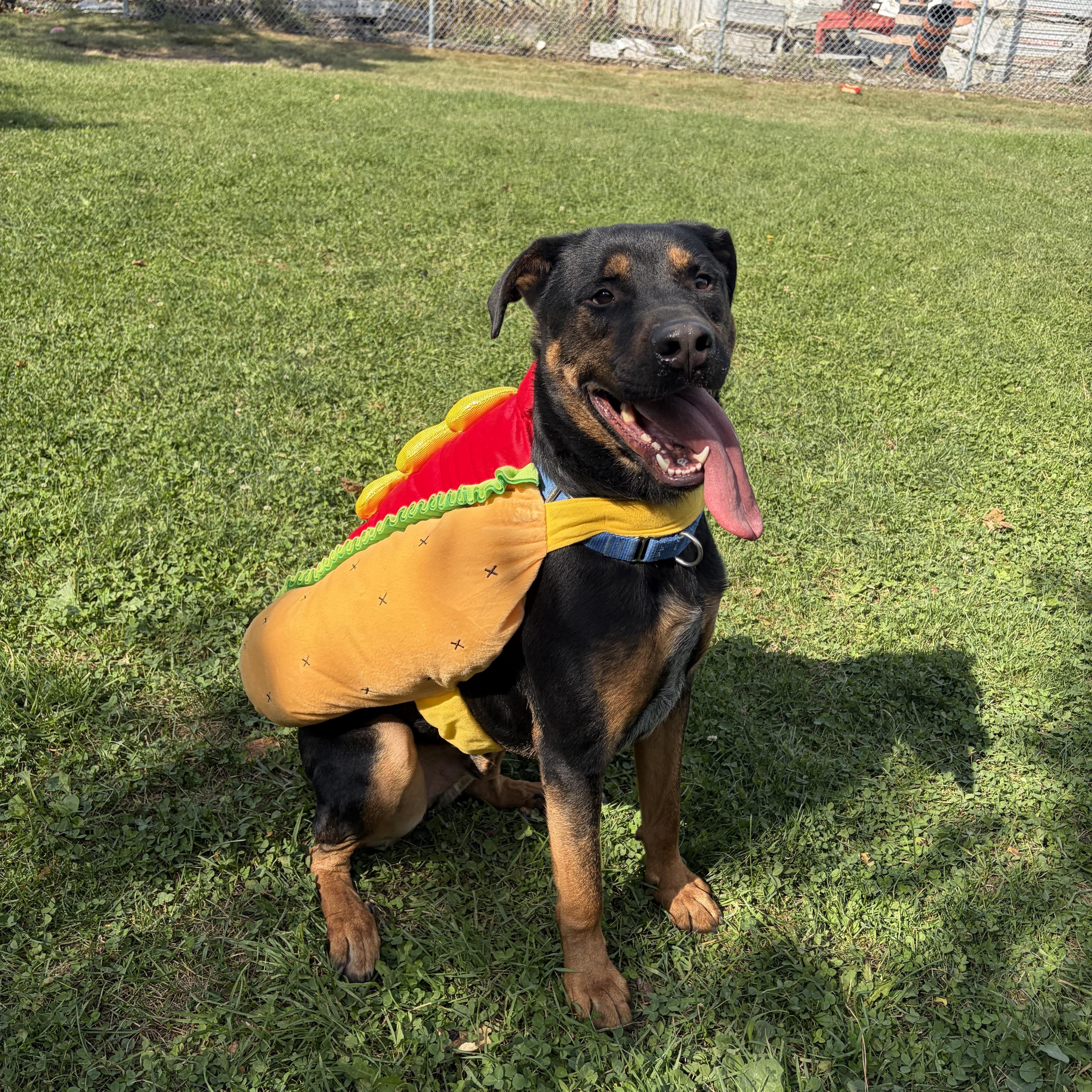 Enlarge Reese - Reduced Adoption Fee, a Adoptable mixed breed in Mississauga, ON image 1/6