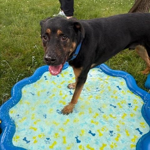 Reese - Reduced Adoption Fee, an adoptable mixed breed in Mississauga, ON image 2/5