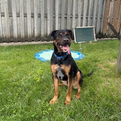 Reese - Reduced Adoption Fee, an adoptable mixed breed in Mississauga, ON image 5/5