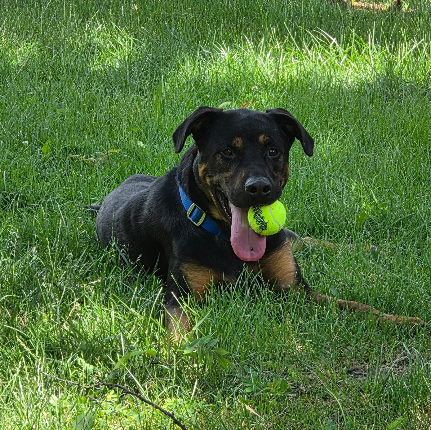 Enlarge Reese - Reduced Adoption Fee, an adoptable mixed breed in Mississauga, ON image 4/6