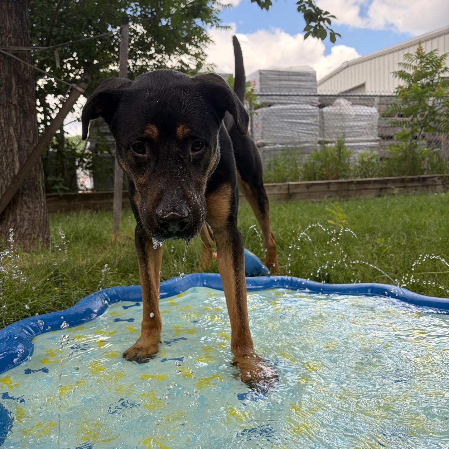 Enlarge Reese - Reduced Adoption Fee, an adoptable mixed breed in Mississauga, ON image 5/6