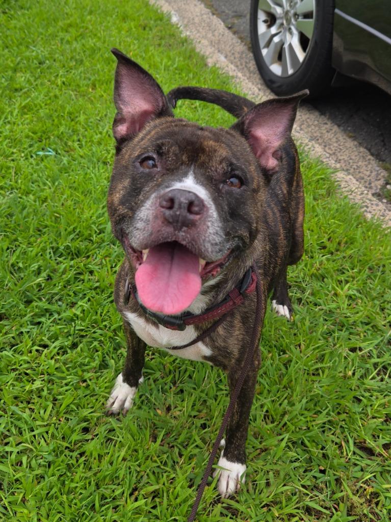 Frieda, Adoptable, Senior Female Boston Terrier & American Staffordshire Terrier.