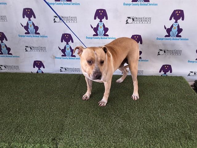 Enlarge CHAMP, a Adoptable mixed breed in Orlando, FL image 1/1