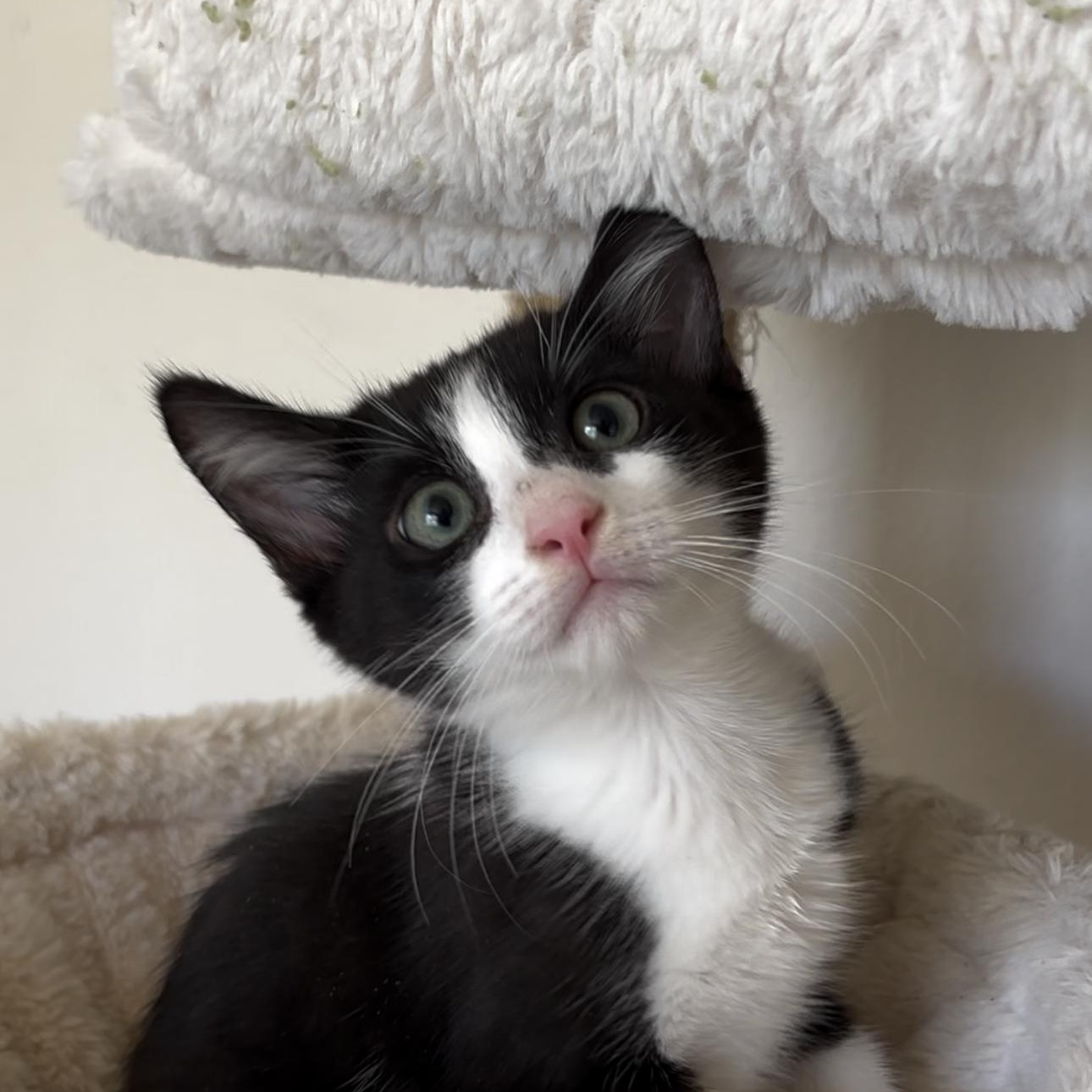 Enlarge Macaroni, a Adopted Domestic Medium Hair in Woodbine, MD image 1/6