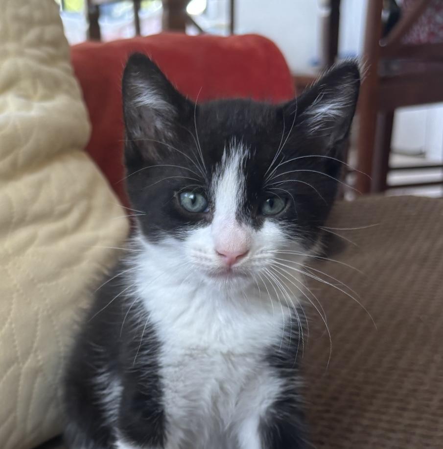 Enlarge Macaroni, a Adopted Domestic Medium Hair in Woodbine, MD image 4/6