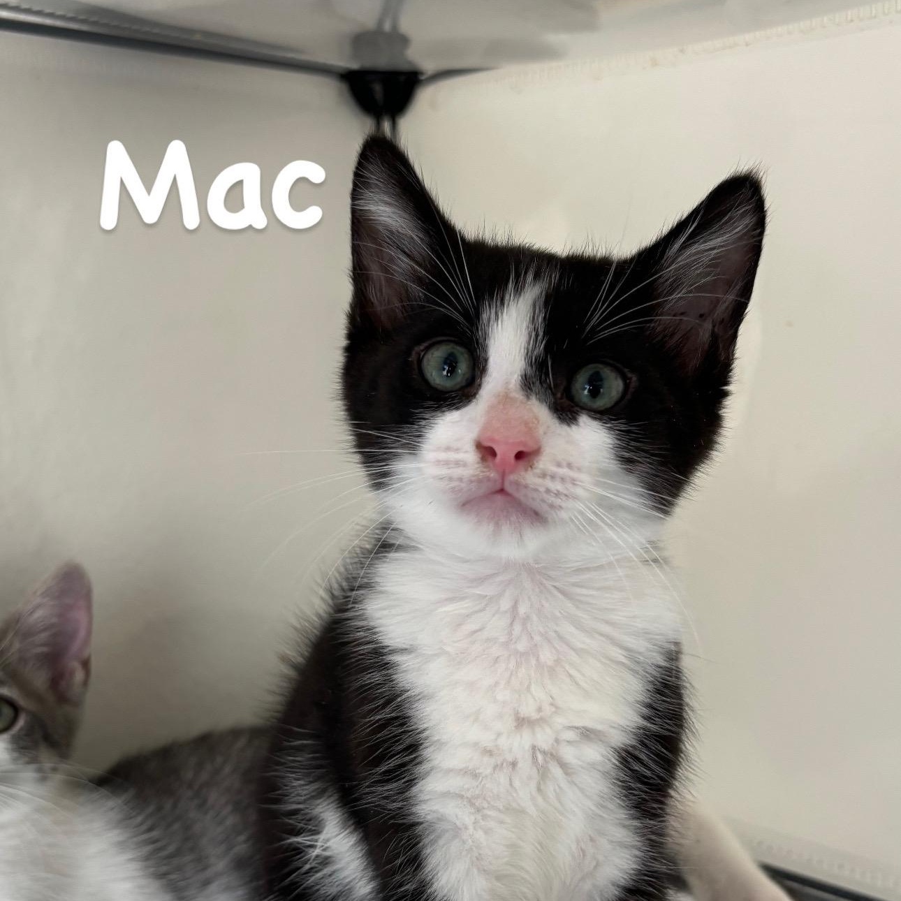 Enlarge Macaroni, a Adopted Domestic Medium Hair in Woodbine, MD image 3/6