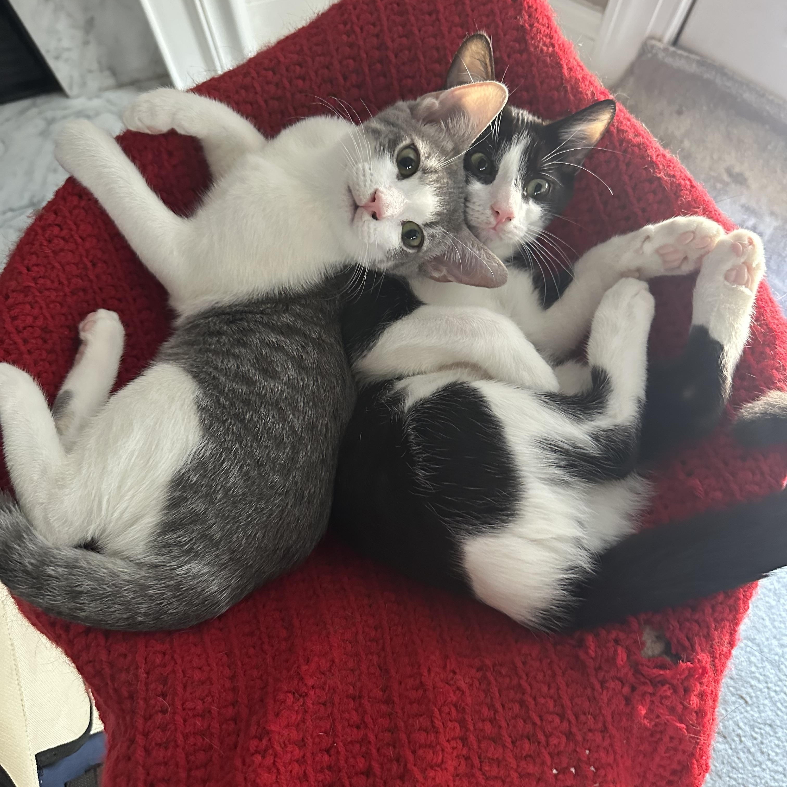 Enlarge Macaroni, a Adopted Domestic Medium Hair in Woodbine, MD image 2/6