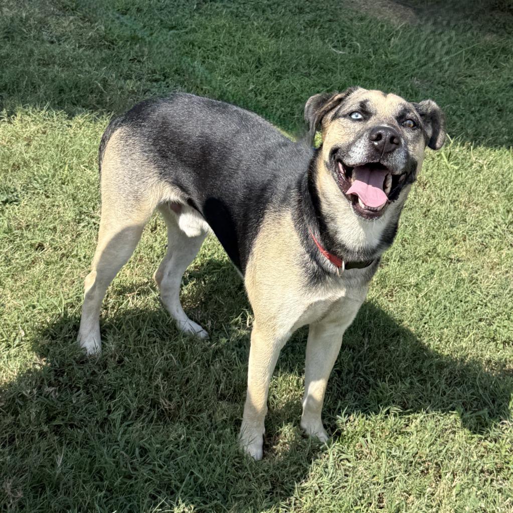 Enlarge Diego, a Adoptable mixed breed in Brenham, TX image 3/6
