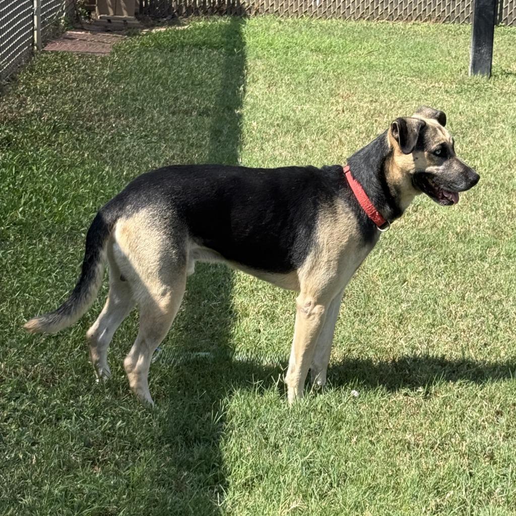 Enlarge Diego, a Adoptable mixed breed in Brenham, TX image 2/6