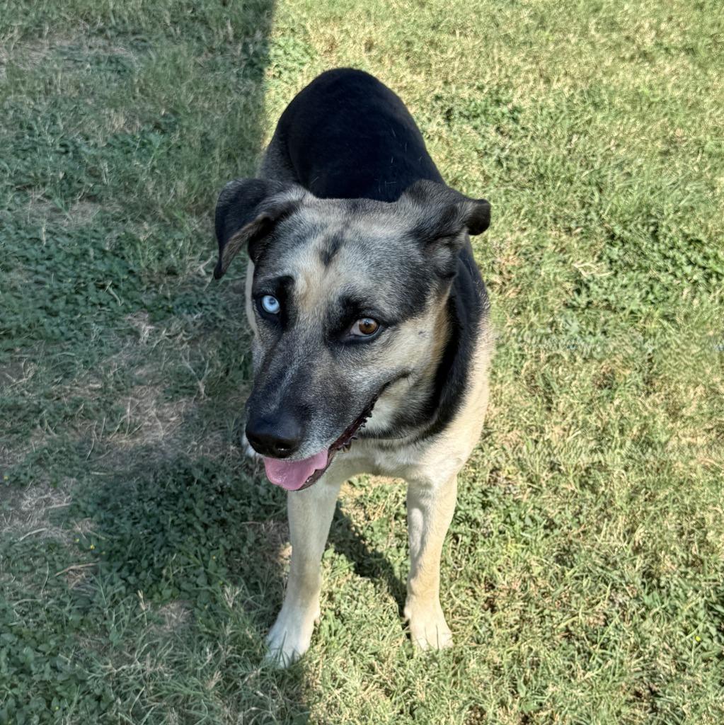 Enlarge Diego, a Adoptable mixed breed in Brenham, TX image 4/6