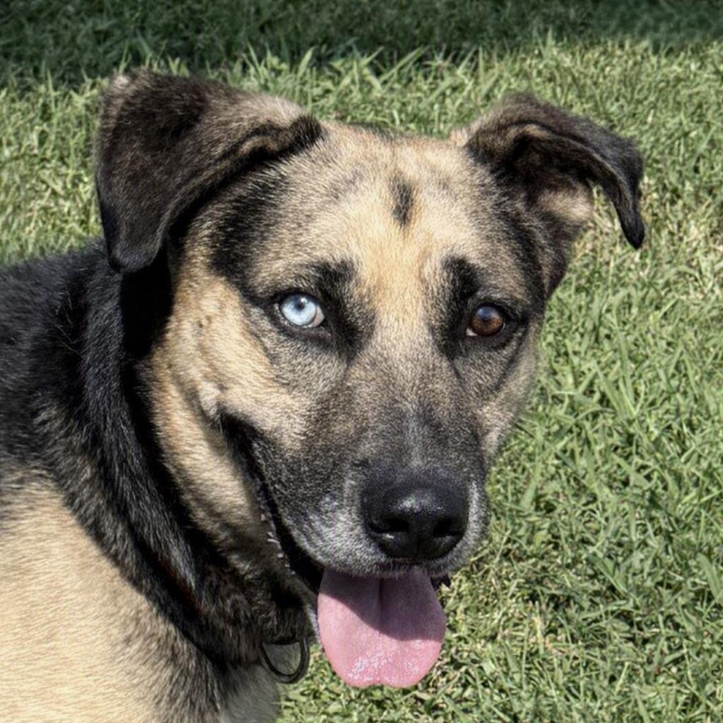 Diego, Adoptable, Young Male German Shepherd Dog & Mixed Breed.