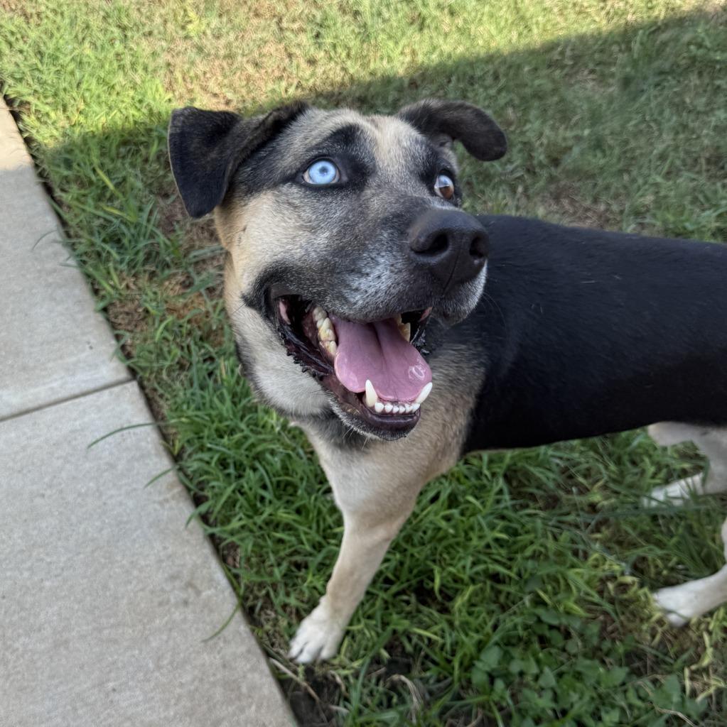 Enlarge Diego, a Adoptable mixed breed in Brenham, TX image 5/6