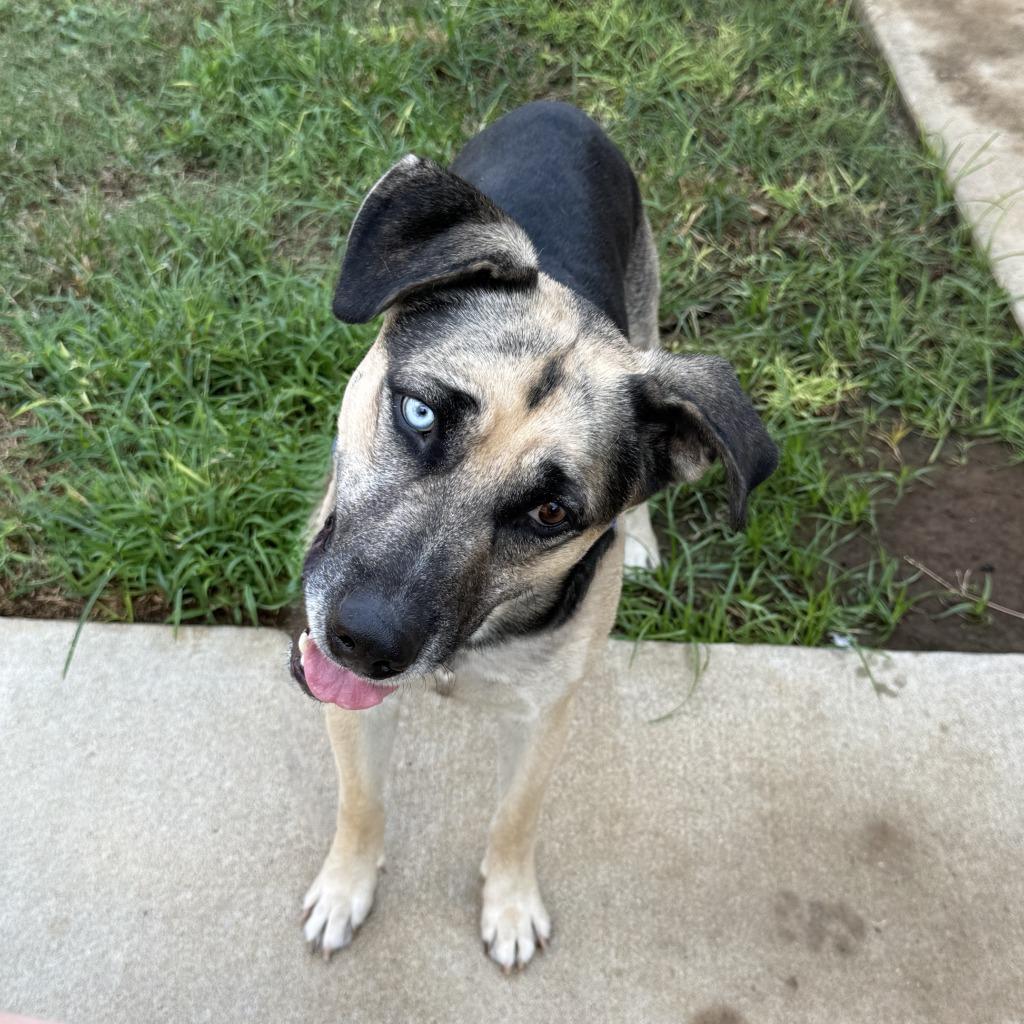 Enlarge Diego, a Adoptable mixed breed in Brenham, TX image 6/6