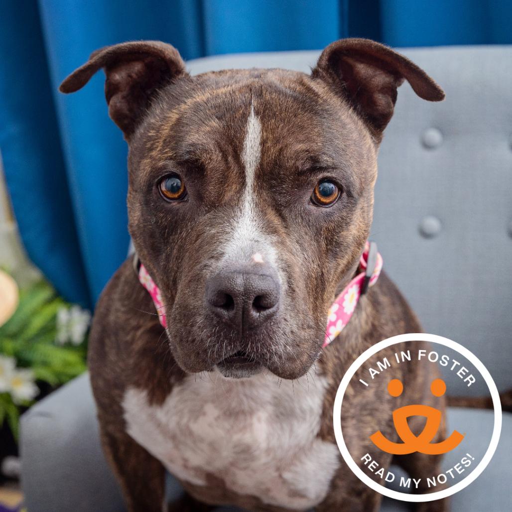 Laluna, Adoptable, Young Female American Staffordshire Terrier.