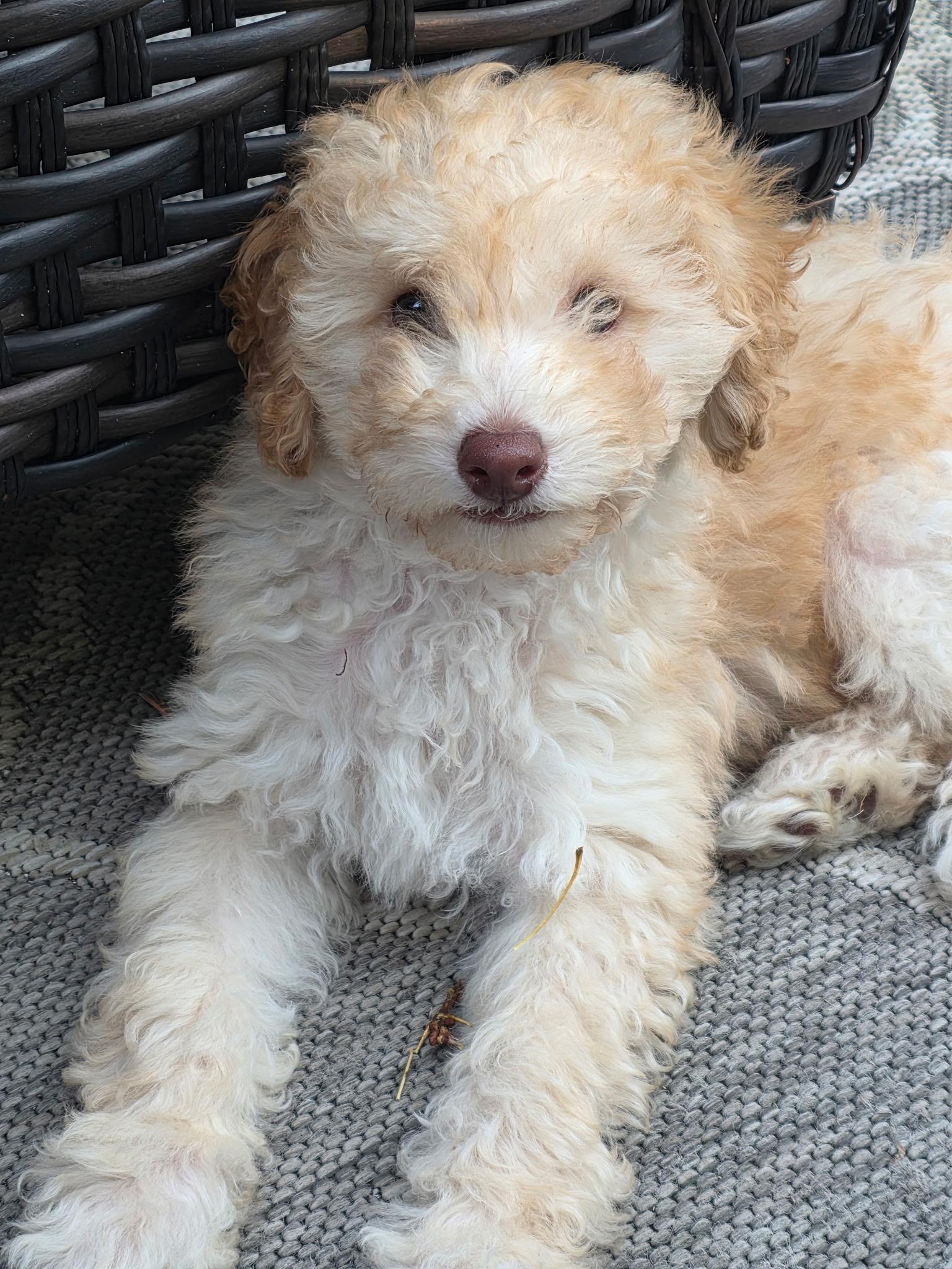 Joey, adopted, Puppy Male Poodle.