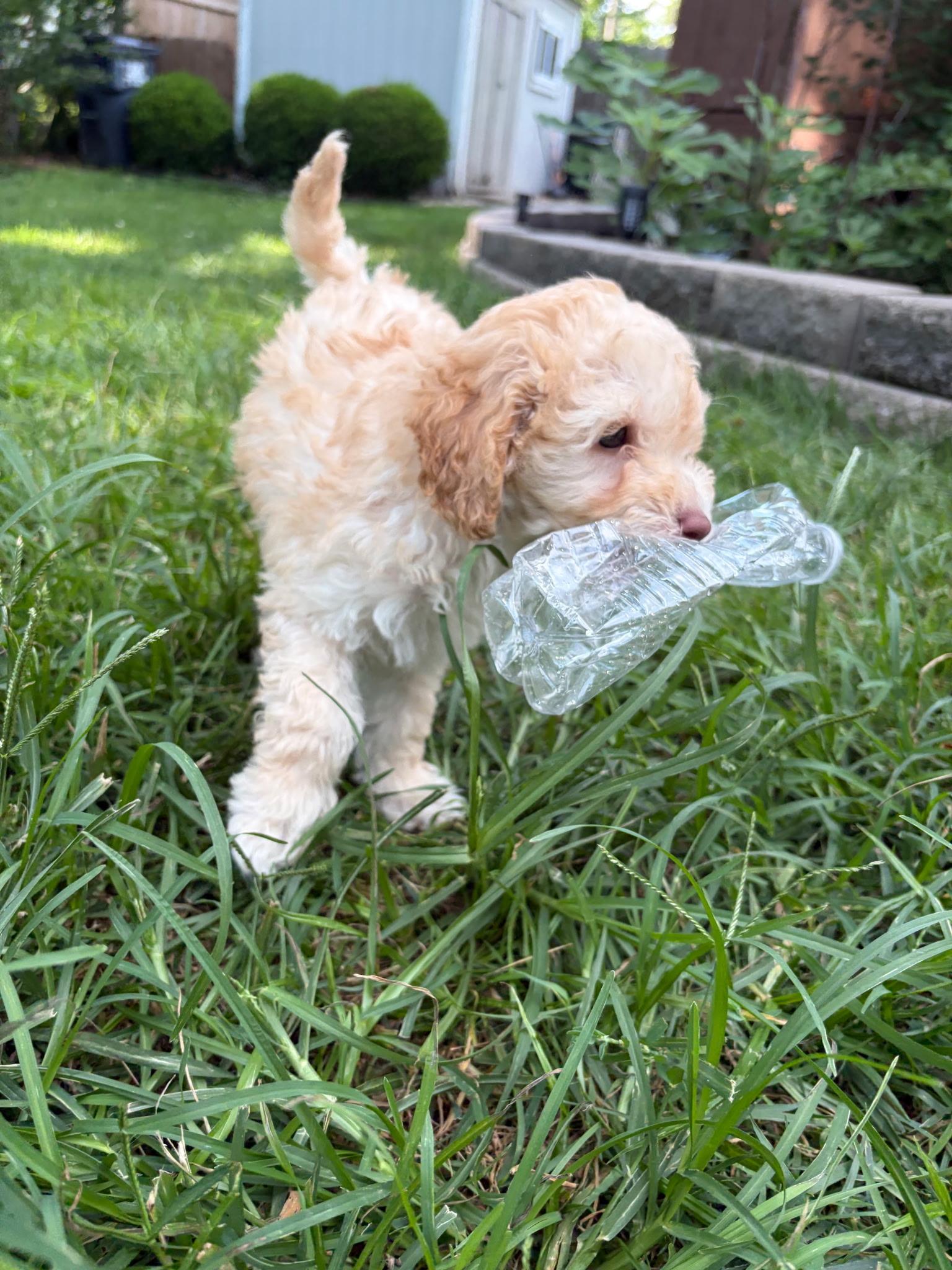 Joey, an adopted Poodle in Overland Park, KS image 2/3