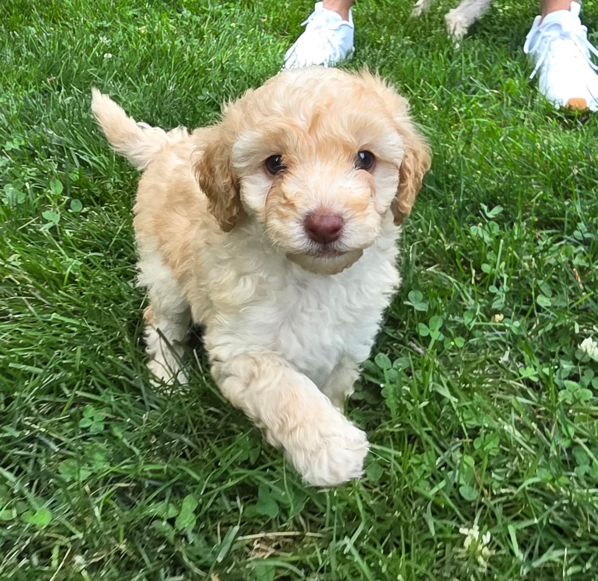 Joey, an adopted Poodle in Overland Park, KS image 3/3