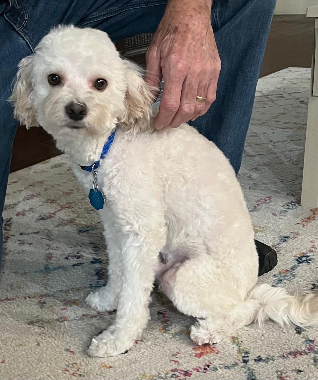Romie, Adopted, Young Male Miniature Poodle.