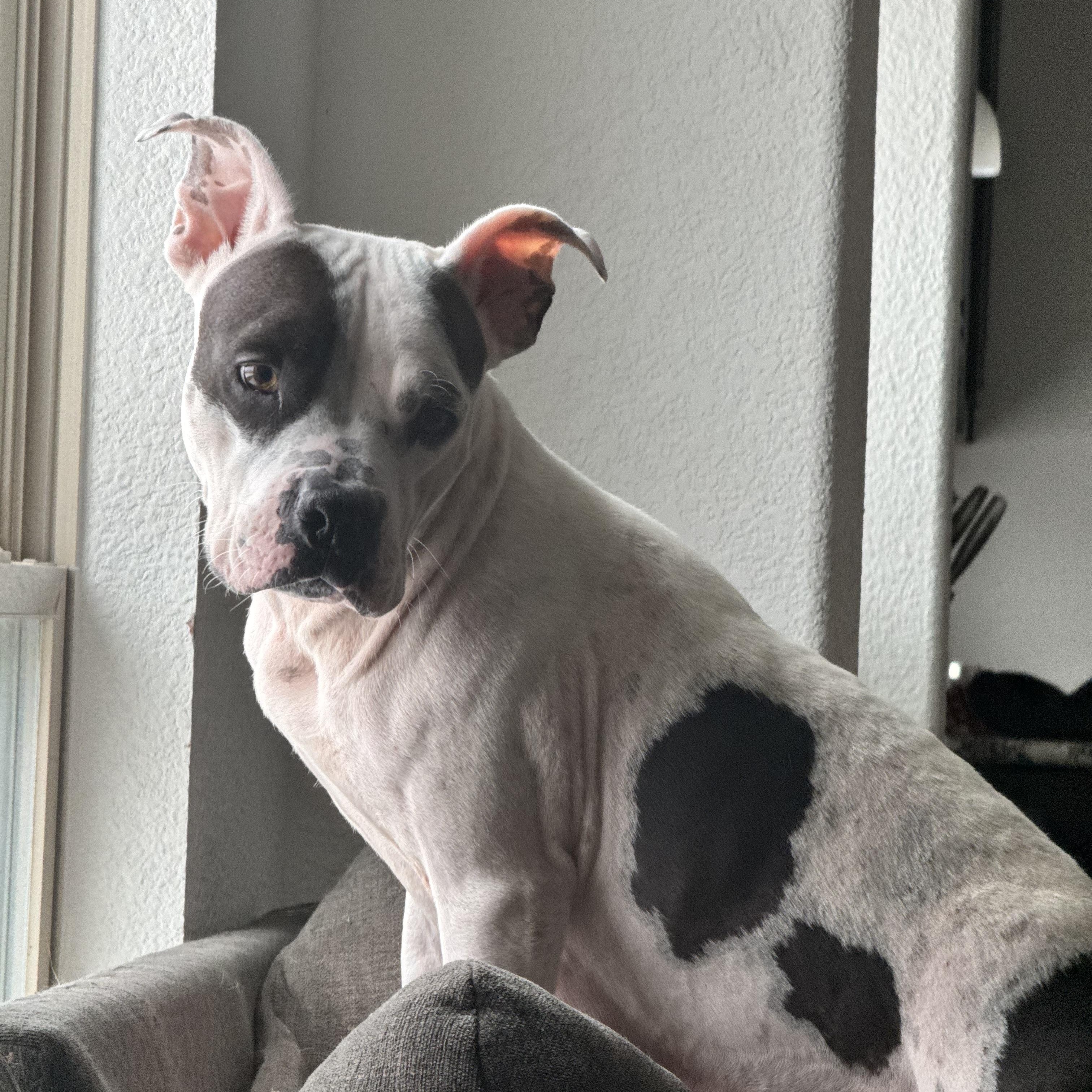 Enlarge Penelope, a Adoptable mixed breed in Eau Claire, WI image 6/6