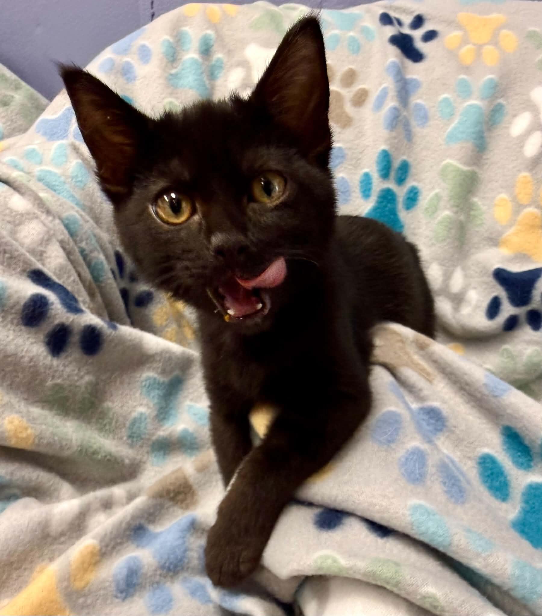 Inferno, Adoptable, Kitten Male Domestic Short Hair.