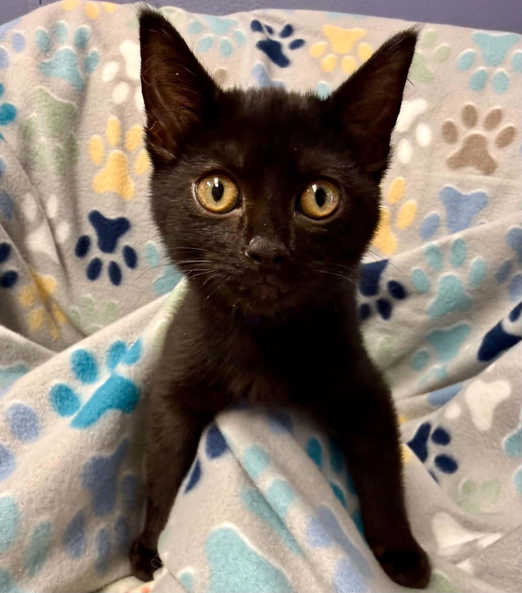 Enlarge Inferno, a Adoptable Domestic Short Hair in Belton, MO image 2/6